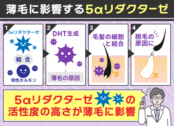 薄毛に作用する5αリダクターゼの図解画像